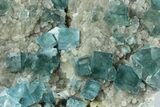Cubic, Blue-Green Fluorite Crystals on Druzy Quartz - Fluorescent #185469-4